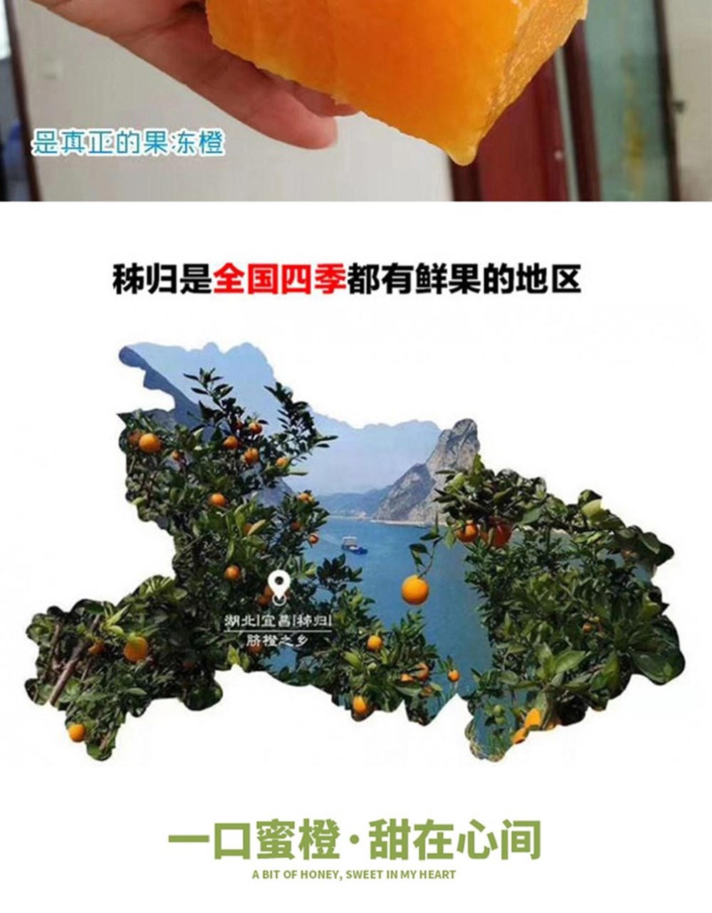 基地直发】三峡屈原故里九月红爆汁橙5斤/9斤/12枚礼盒装新鲜应季水果-武汉数字公物仓